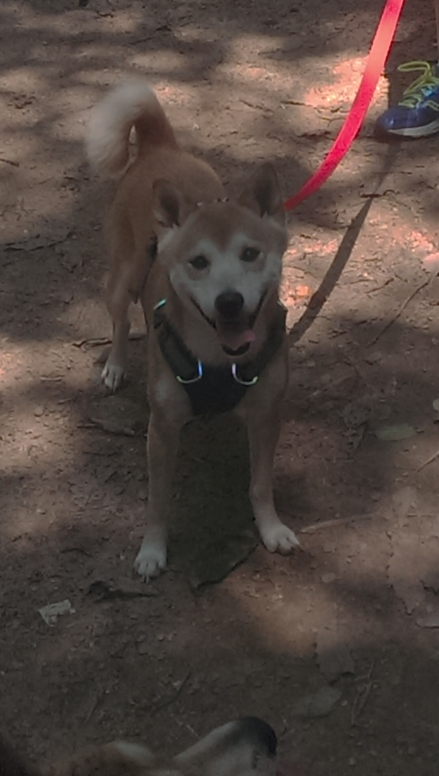 开云体育视频直播-“法国足球争霸战：豪门争锋，悬念不断”，搜索法国足球