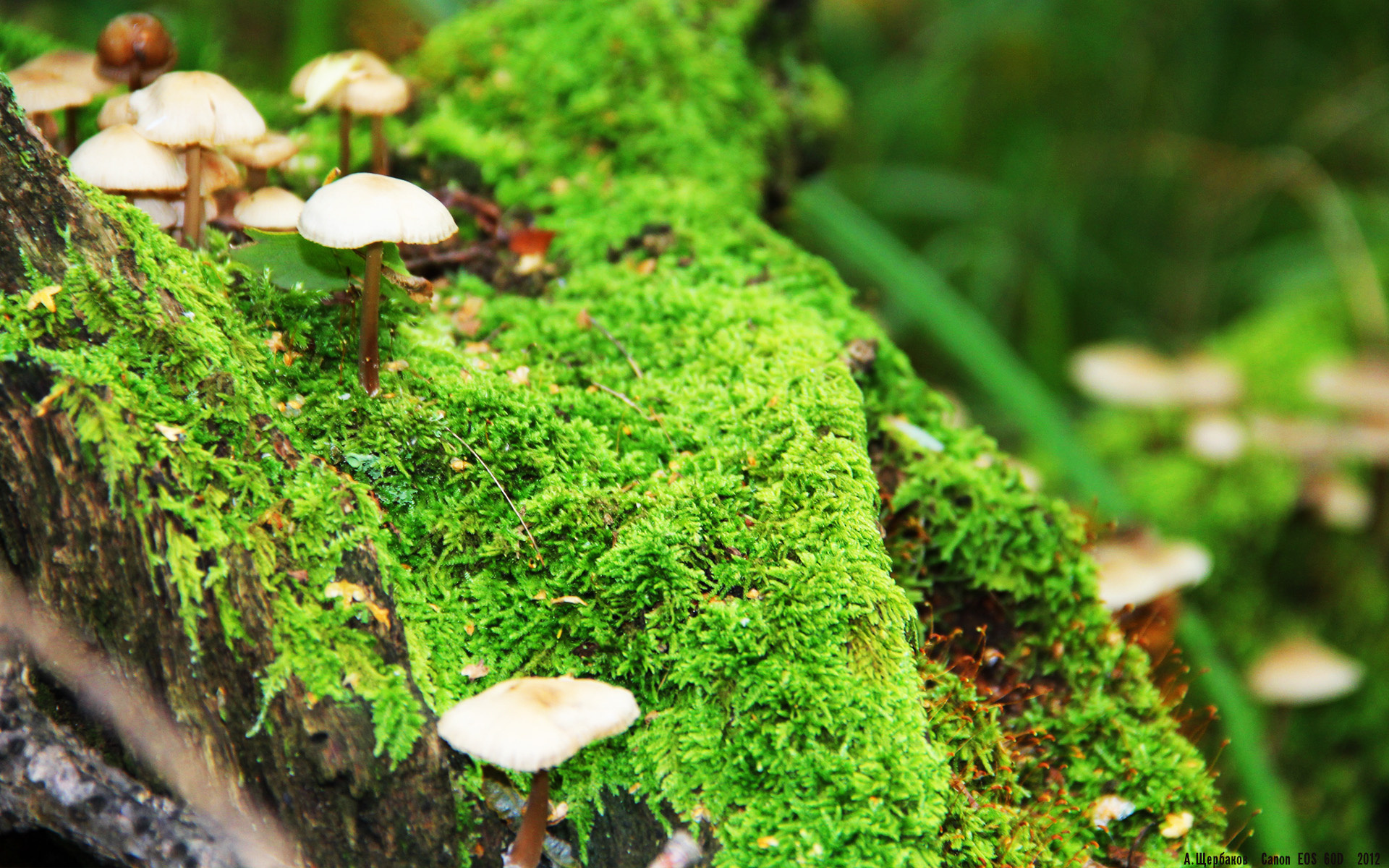 “足球文化走进校园,助力青少年身心发展”,足球文化进校园文化报道