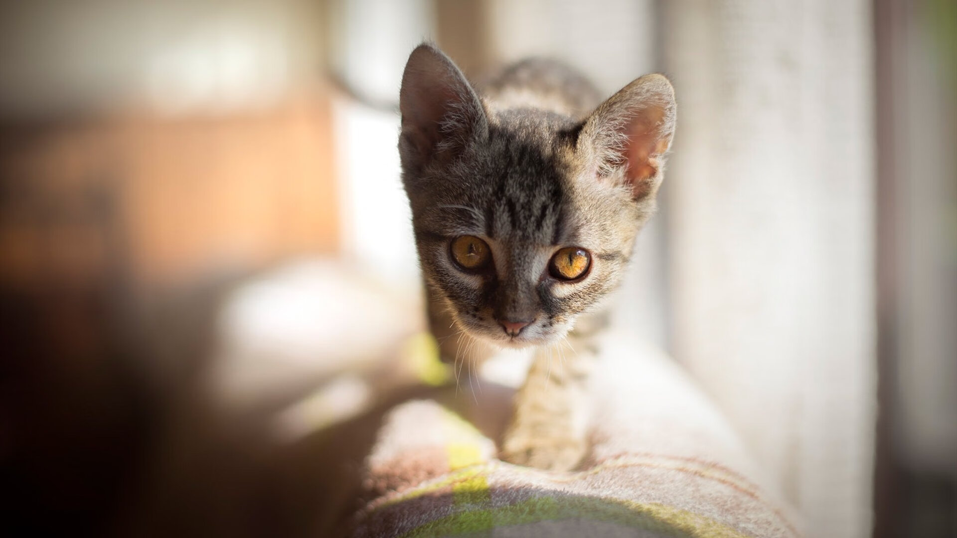 开云·体育官网APP下载-火山脚下的猜谜赛：融合观光与运动