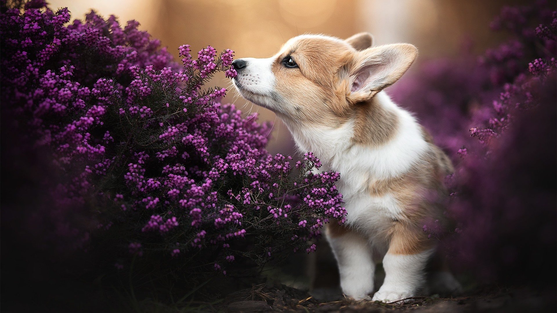 青少年“篮球+文艺”融合系列展在北京引领新潮流,青少年篮球职业联赛