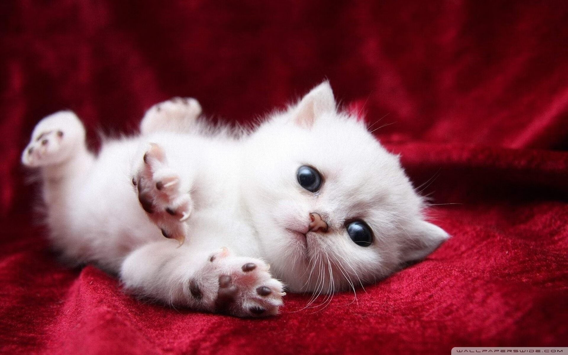 开云官方-伊朗男足在巴黎奥运会比赛中以2-0战胜日本，伊朗男子足球队