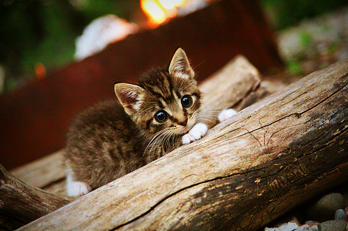 开云APP-巴朗加国王核心球员状态火热，巴朗加斯