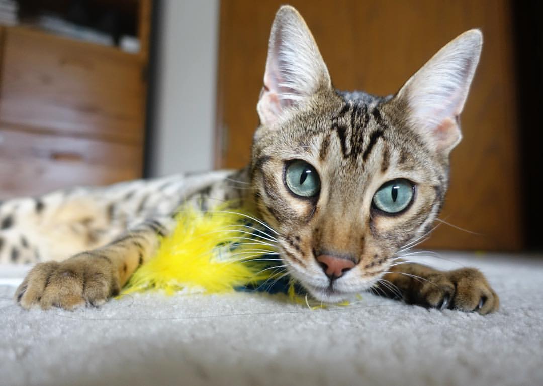 巴朗加国王球员健康状况良好，巴郎去马尔斯了吗