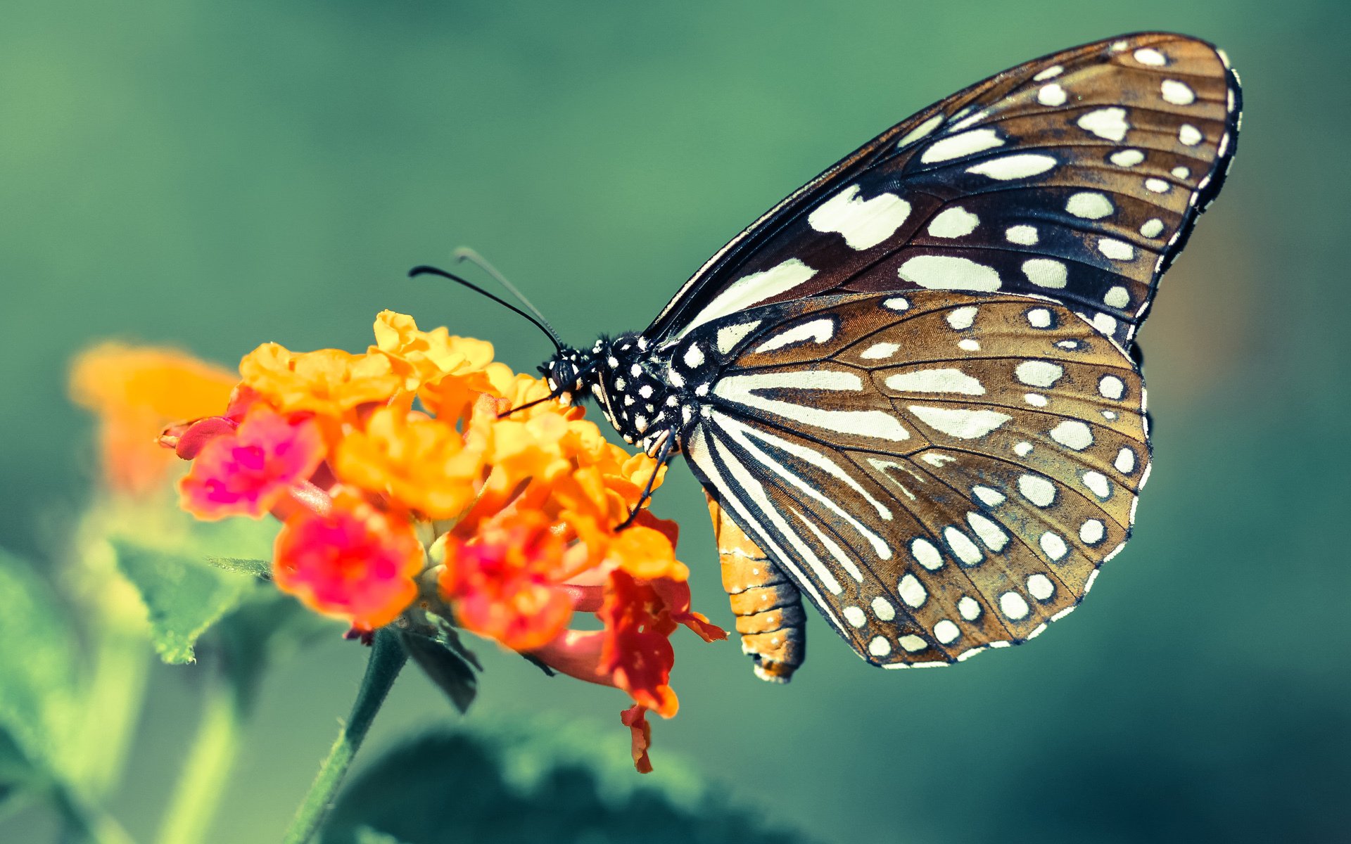 本菲卡签下强力前锋，本菲卡球队怎么样