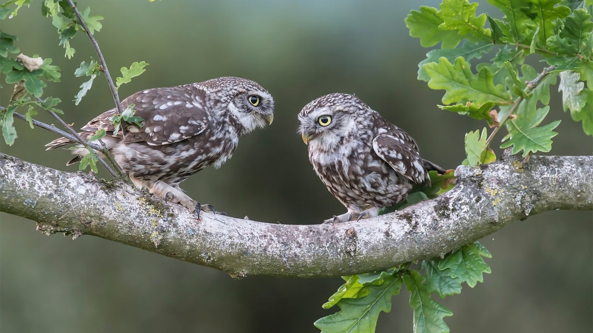 阿森纳客场击败南安普顿,继续追赶前四,阿森纳对南安普敦聚胜顽球汇