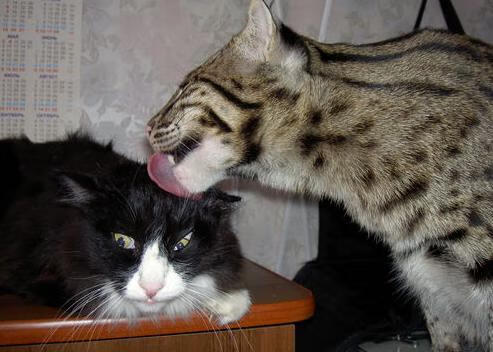 开云全站-中超强队对决战术比拼报告，中超强队排名