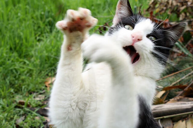 英超VAR系统通过语义推理机制判断手球意图合理性，英超vr技术