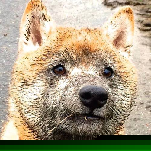 开云官网APP下载-100米自由泳最佳分段配速模型发布，100米自由泳配速多少合适