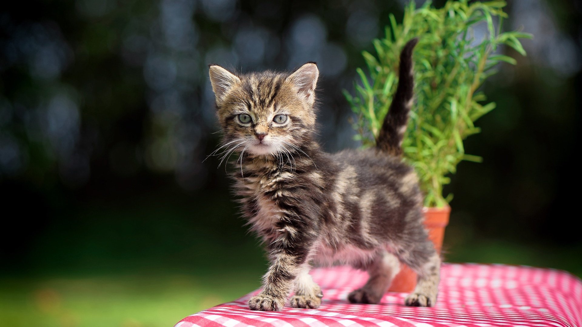 KAIYUN 中国大陆-攀岩全国联赛吸引众多新面孔参赛，攀岩比赛日程