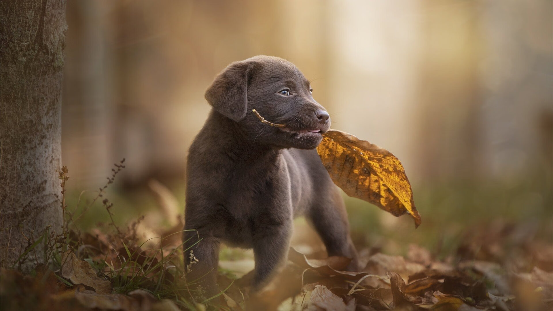 足球裁判技术评估系统上线测试,足球裁判考试